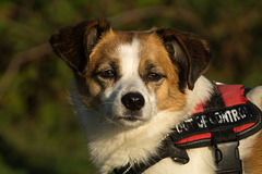 Jack Russell Terrier Clifford