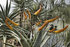 Mountain Aloe – Desert Botanical Garden, Papago Park, Phoenix, Arizona