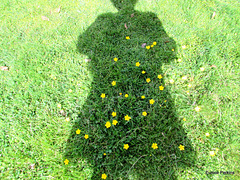 Shadow Over Buttercups.