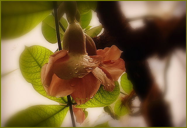Allamanda cathartica.....Fleur en serre ........Bon We à tous !