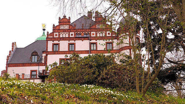 Anemonen vor Schloss Wiligrad