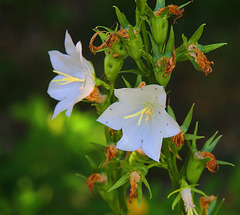1 (190)...austria flower
