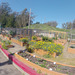 San Francisco Presidio Community Gardens (0008)