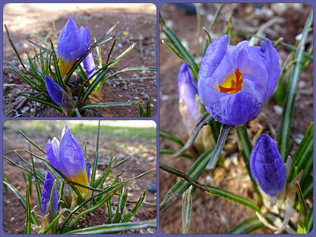 She made it !! The Crocus . I thought she had frozen...