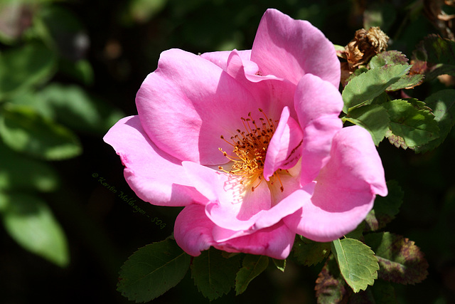 Rose im Rosensteinpark
