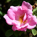 Rose im Rosensteinpark