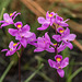 Calopogon multiflorus (Manyflowered Grass-pink orchid)
