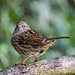 Dunnock - "Does my bum look big in this?"