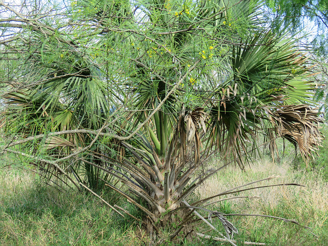 Day 9, palm tree, Resaca de la Palma SP