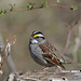 bruant à gorge blanche / white-throated sparrow