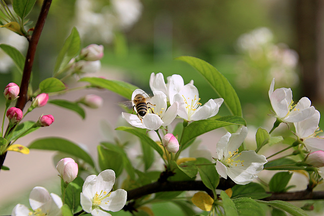 Weisse Apfelblüten und rosa Knospen mit Biene