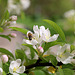 Weisse Apfelblüten und rosa Knospen mit Biene