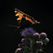 Backlit Small Tortoiseshell Butterfly