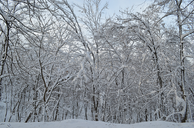 Киев, Зима в Протасовом Яру / Kiev, Winter in the Park of Protasov Yar