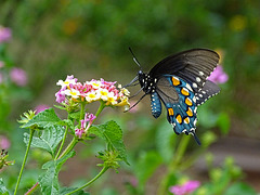 Pipevine Swallowtail (Battus philenor)(f)