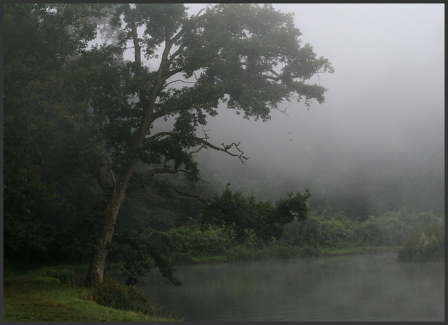 le brouillard , l' eau et le chêne .....