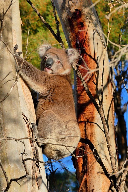 P1270777- Koala - Kangaroo Island.  11 mars 2020