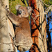 P1270777- Koala - Kangaroo Island.  11 mars 2020