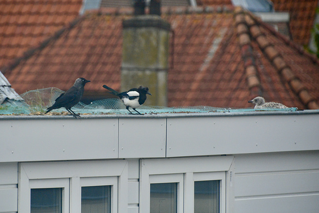 Magpie, Jackdaw and Gull