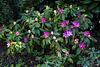 20150421 7722VRAw [D~RI] Rhododendron, Rinteln