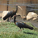 20200225-3621 Red-naped ibis