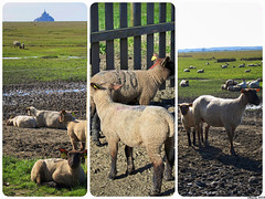 Collage Moutons