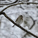 Song sparrow (Melospiza melodia)