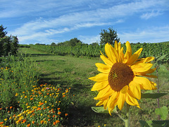 Sonnenblume im Weingarten