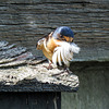Barn Swallow with feather for its nest