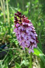 Orchis purpurea = orchis pourpre (Orchidacées)