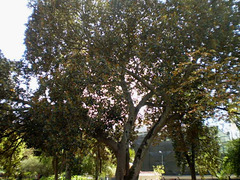 Tree in the garden of Beau Séjour Palace.