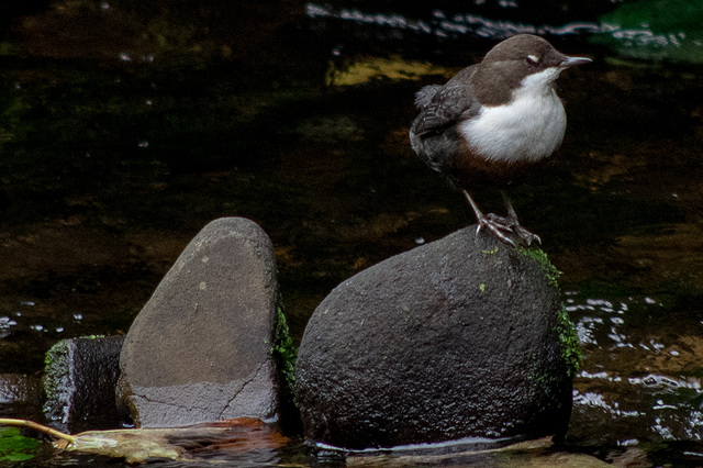 Dipper