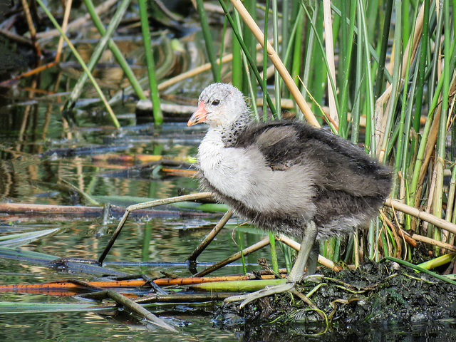 Coot juvenile