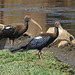 20200225-3630 Red-naped ibis