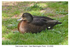 Dark brown duck - East Blatchington Pond - 5 5 2022