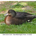 Dark brown duck - East Blatchington Pond - 5 5 2022