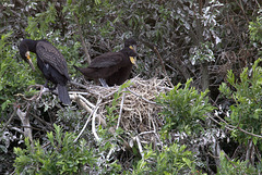 Deux jeunes cormorans (grand) avec un parent