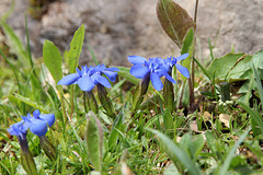 Frühlings-Enzian - (Gentiana verna)