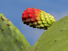 Kaktus-Frucht