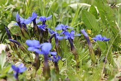 Frühlings-Enzian - (Gentiana verna) (PIP)
