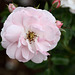 Rosenblüte im Rosensteinpark