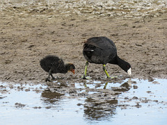 Coot baby following in Mom's footsteps