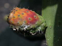 Kaktus-Frucht