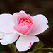 Rosenblüte im Rosensteinpark