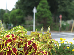 Flowers at the intersection