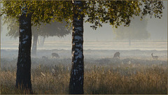 Last weekend I saw some Deer and a Rabbit in a very nice Morning Atmosphere...
