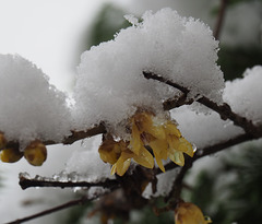 Winter Sweet  Chimonanthus