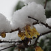 Winter Sweet  Chimonanthus