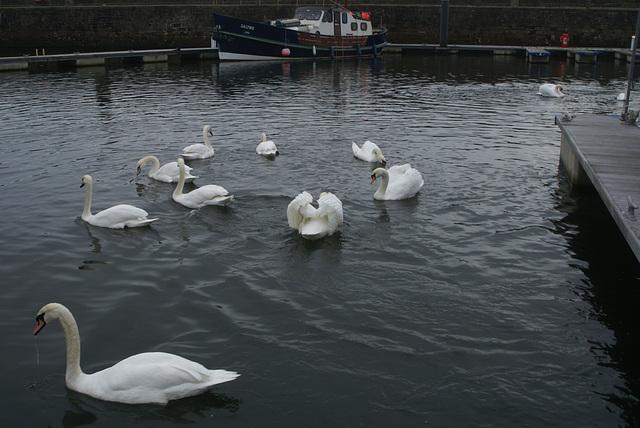 oaw - dec swan feed 02