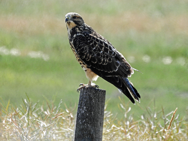 Swainson's Hawk?